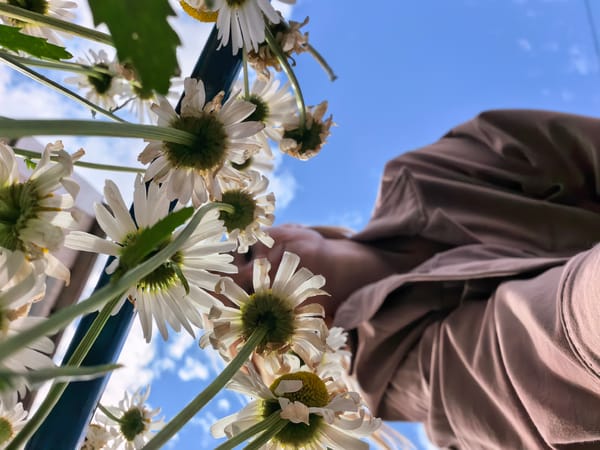 Summer morning in Sterlitamak: wildflowers, a bee, and rooftop work