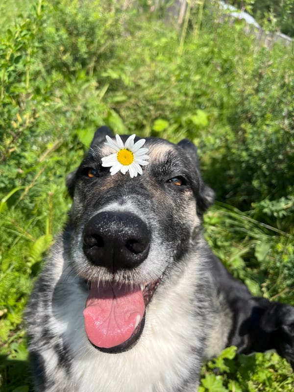 Dogs lounging in a Nizhny Tagil field, each wearing a daisy