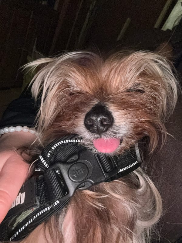 Evening at home with pets and pizza in Burgas