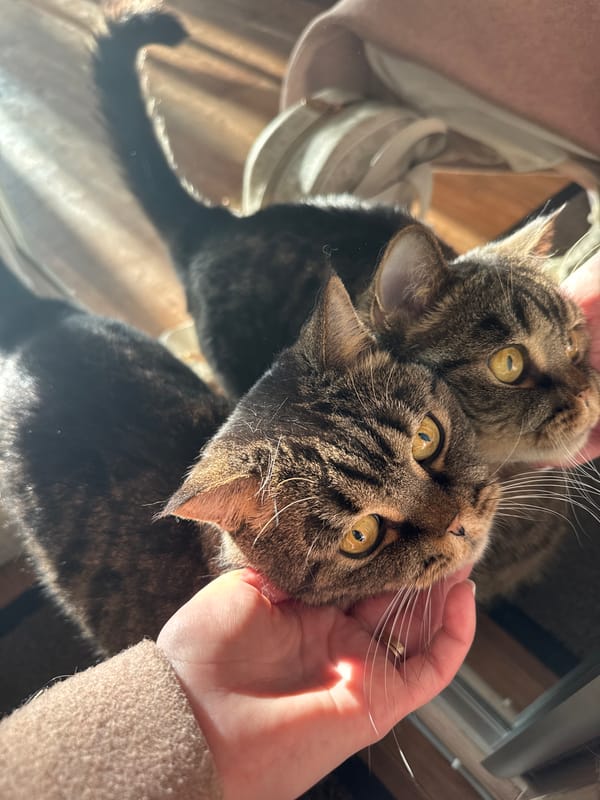Woman documents quiet moments with tabby cat in Perm apartment