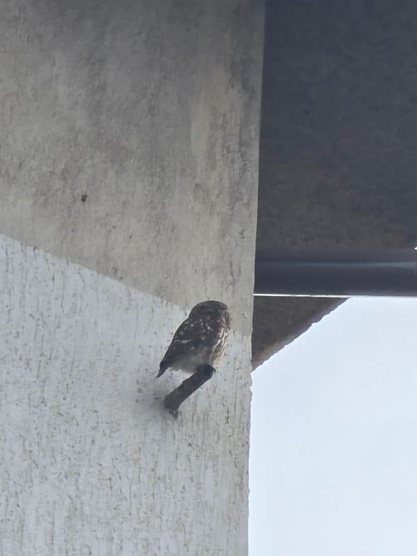 Small owl spotted perched on residential building