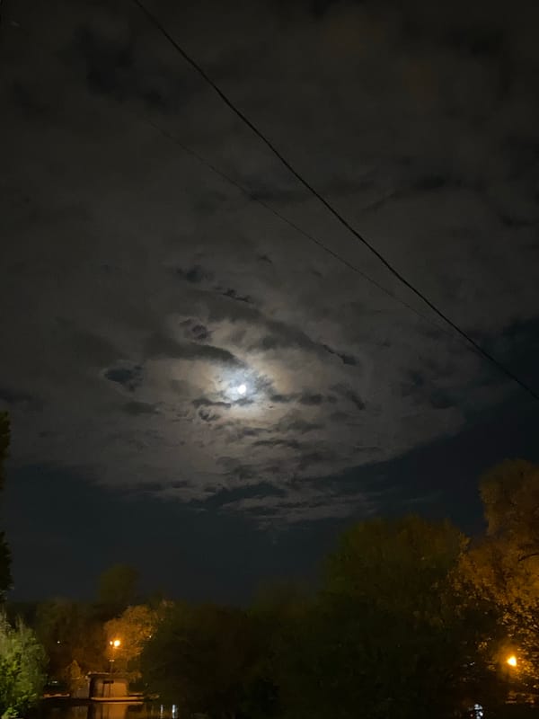 Nighttime sky and geese observed near water body