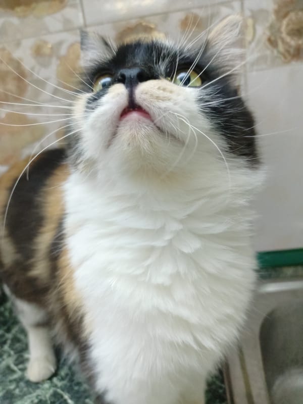 Cats, snacks, and text graphics from a Almaty home