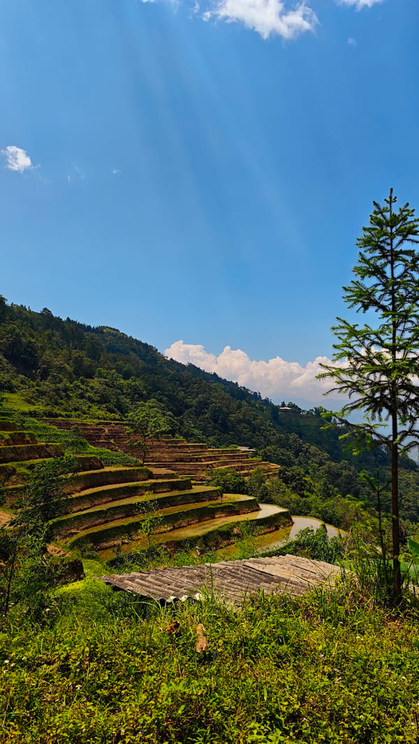 Driver photographs Vietnam's terraced rice fields during morning journey