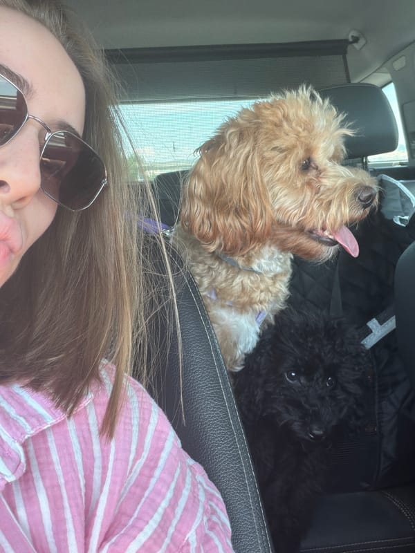 Car selfies in Burgas with two dogs riding along