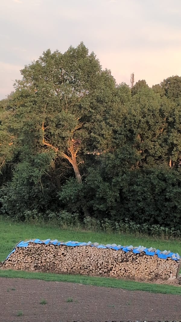 Garden evening in Rastenberg: flowers, figurines, and a fluffy dog