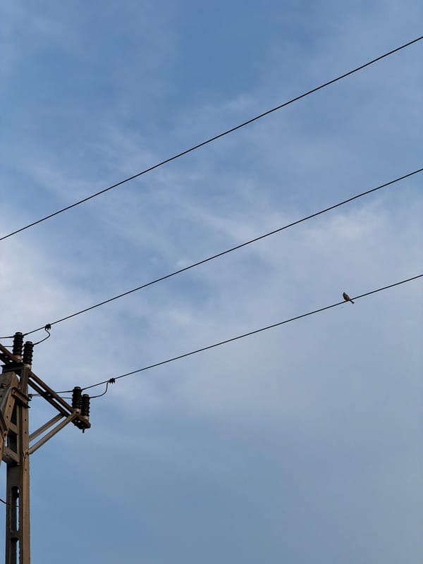 Late afternoon roam through suburban fields, cornfields, and power lines