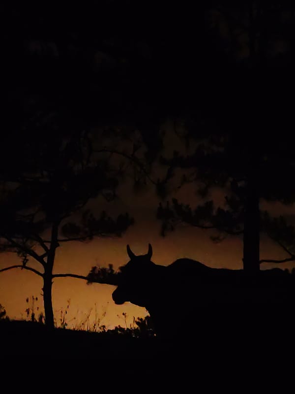 Cattle graze at twilight in Vietnamese highlands