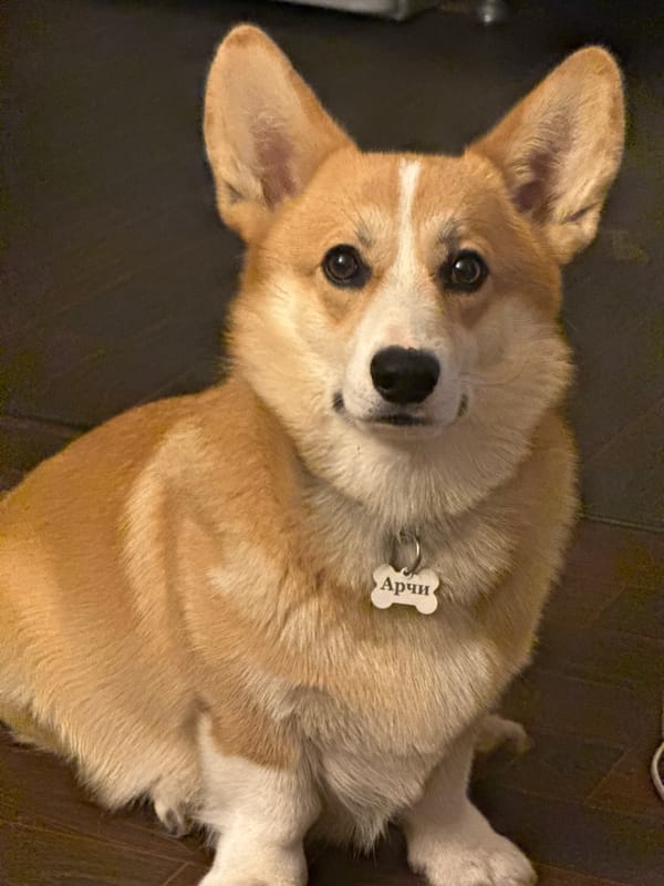 Corgi dog photographed in playful poses in Votkinsk, Russia