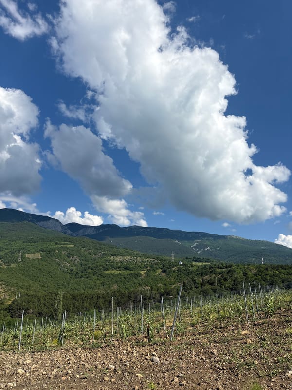 Morning vineyard scenes documented in Ukrainian mountain countryside