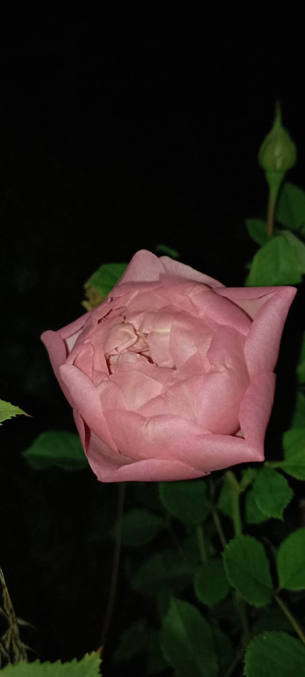 Nighttime garden photography: roses and hydrangeas in Radisne