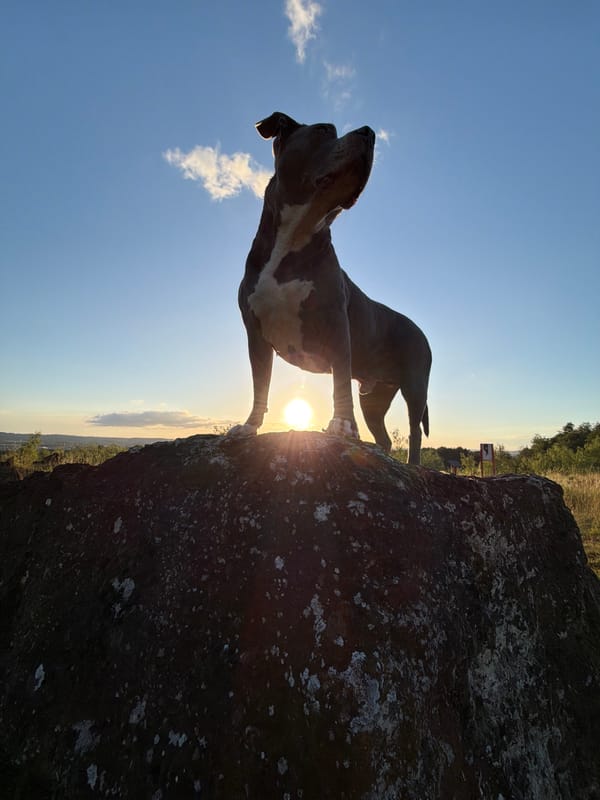 Person and dog silhouetted on rock during Luxembourg sunset