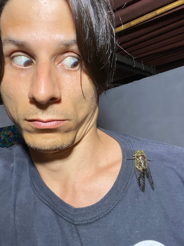Cicada emergence documented across Venezuelan communities overnight