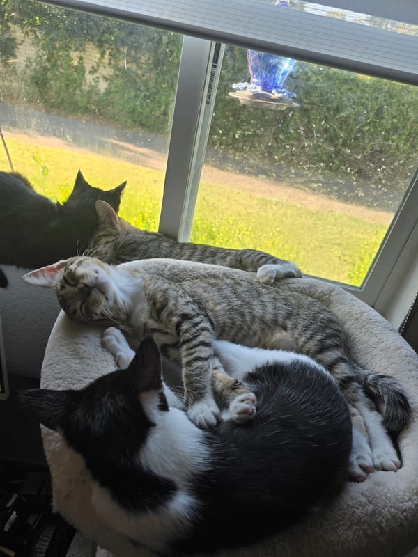 Multiple cats napping in beds and cat trees near windows