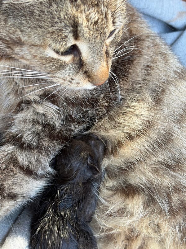 Tabby cat tends newborn kittens in cardboard box
