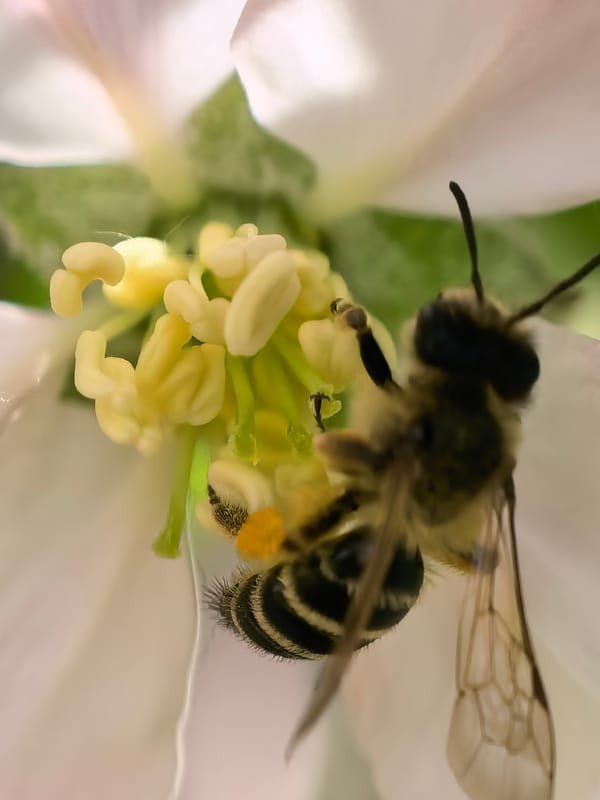 Spring wildlife and rural landscapes documented in Bulgarian countryside