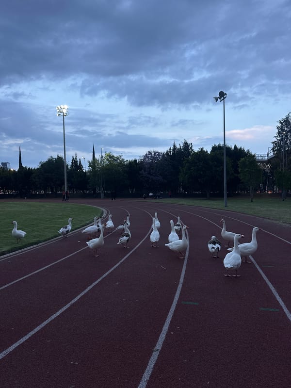 Geese stroll across running track in Puebla, Mexico