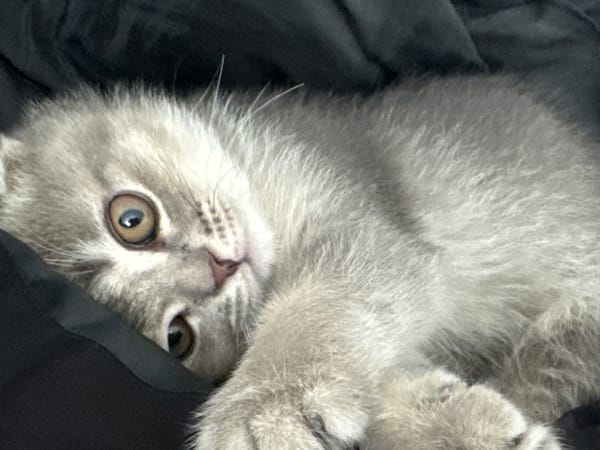Scottish Fold kitten photographed in various poses in Strasbourg