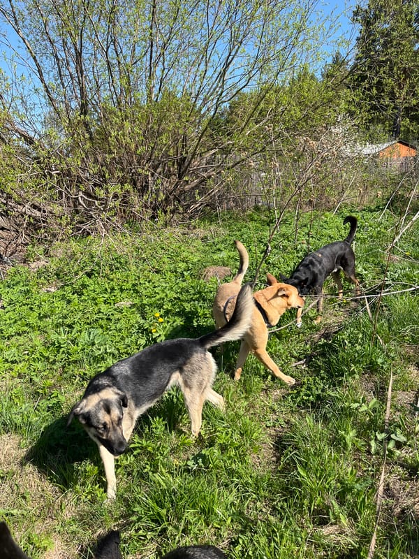Dogs play and rest in woodland near Nizhny Tagil