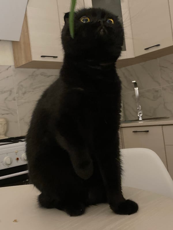 Black cat explores home, plays with vegetables and toys