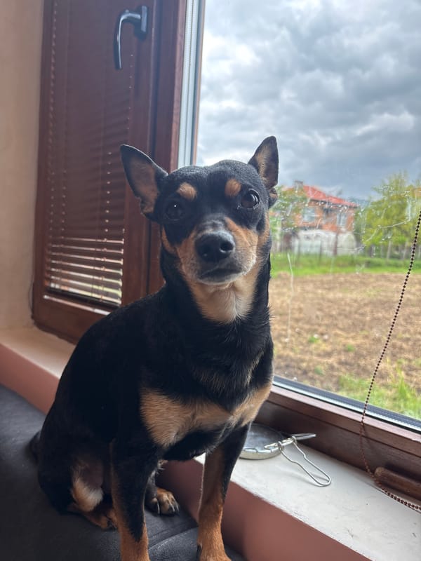 Domestic dogs captured in quiet afternoon moments in Bulgarian home