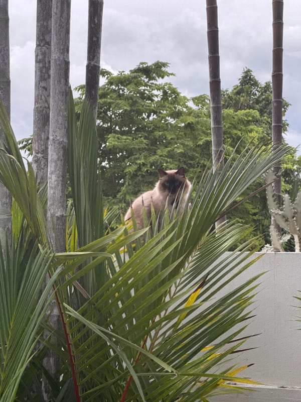 Family pool day documented in tropical Rawai, Thailand residence
