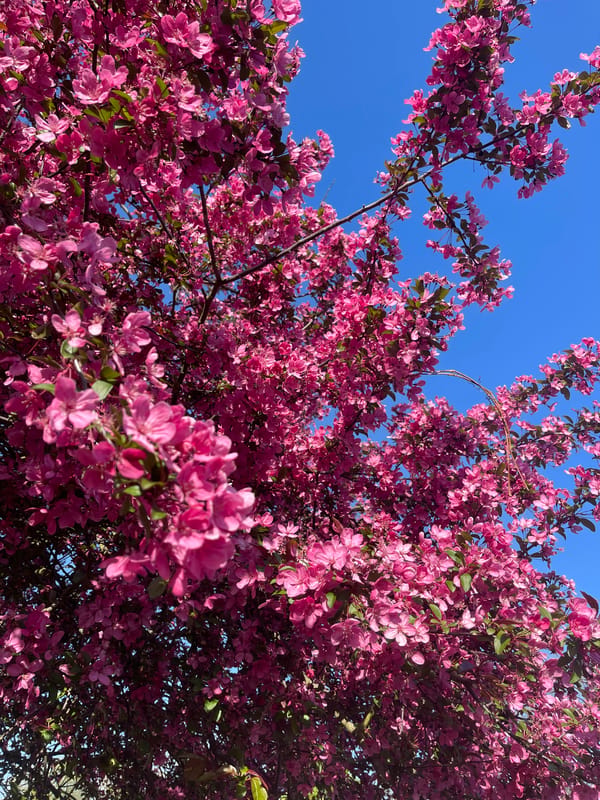 Pink flowering tree blooms captured against blue sky in Maidstone