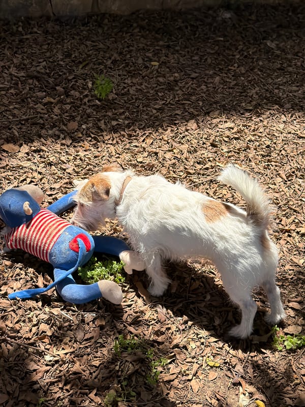 Dog owner's morning routine documented across Tel Aviv locations