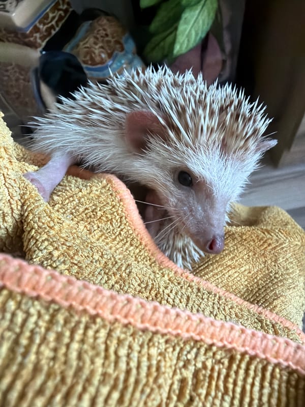Pet hedgehog bathing and care documented in Sofia