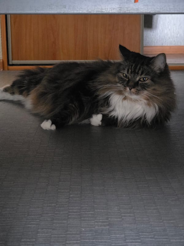 Maine Coon cat photographed at home in Omsk, Russia