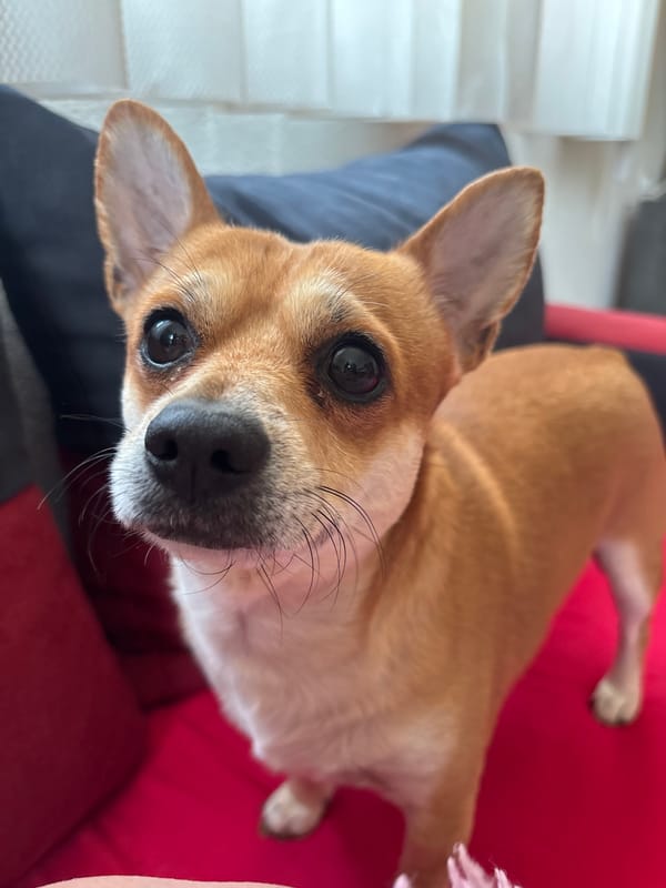 Small dog photographed in various poses during quiet morning