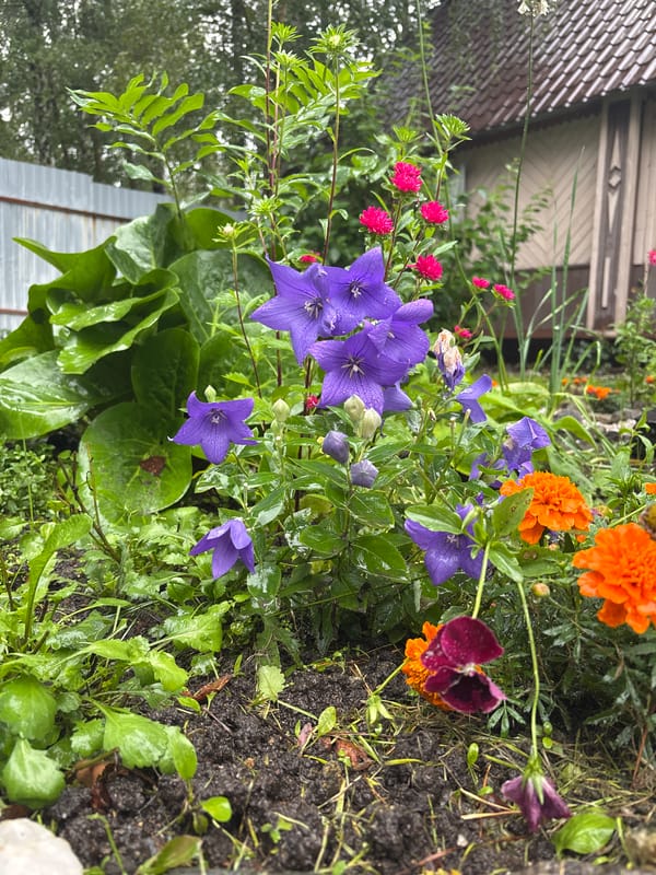 Rain-soaked backyard garden with flowers, stork decor, and hanging chair