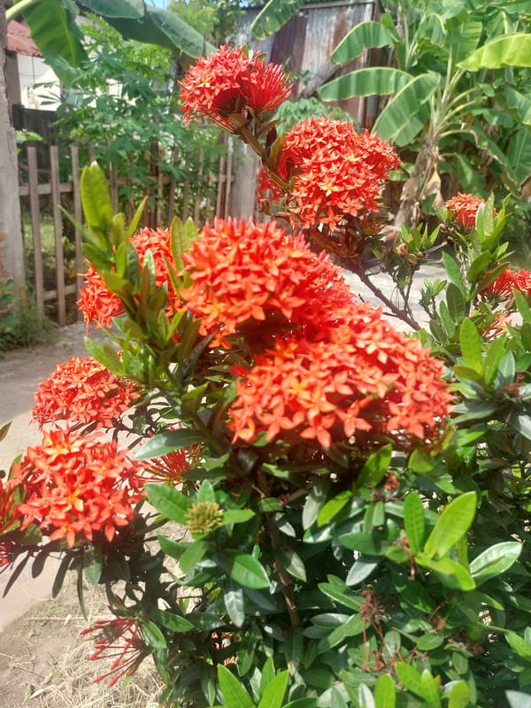 Morning moments captured in Lhokseumawe: garden flowers and scattered hair ties
