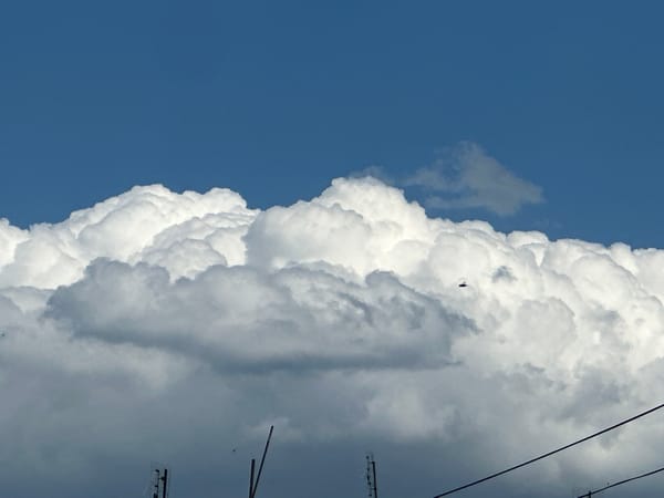 Big clouds, four birds, and a tabby cat looking down