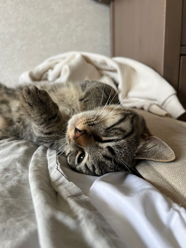 Tabby cat napping on white bedding, Genemuiden