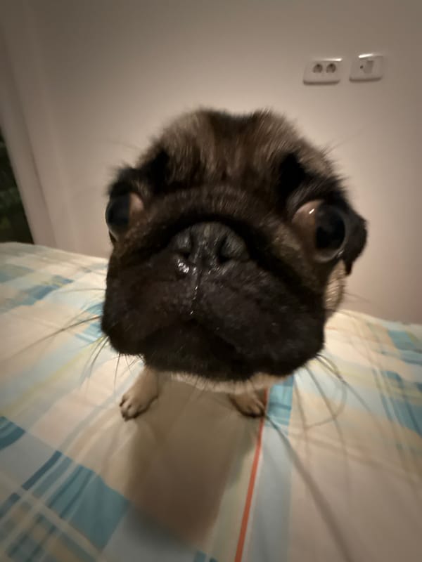 Pugs lounging at home, sleeping and staring at the camera