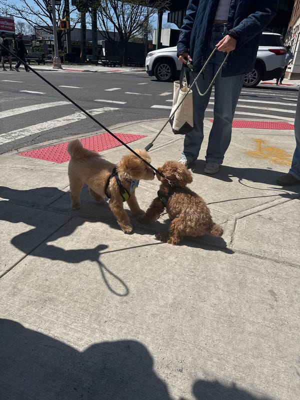 Two poodles meet on NYC sidewalk
