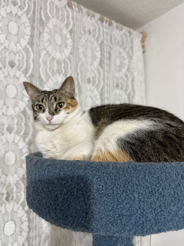 Cat rests upside down on bed in Puebla