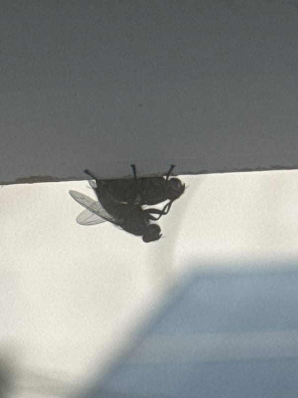 Flies observed mating on building in Bat Yam, Israel
