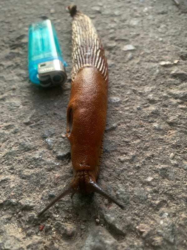 Kittens, slugs, and a sunset evening in Klin, Russia