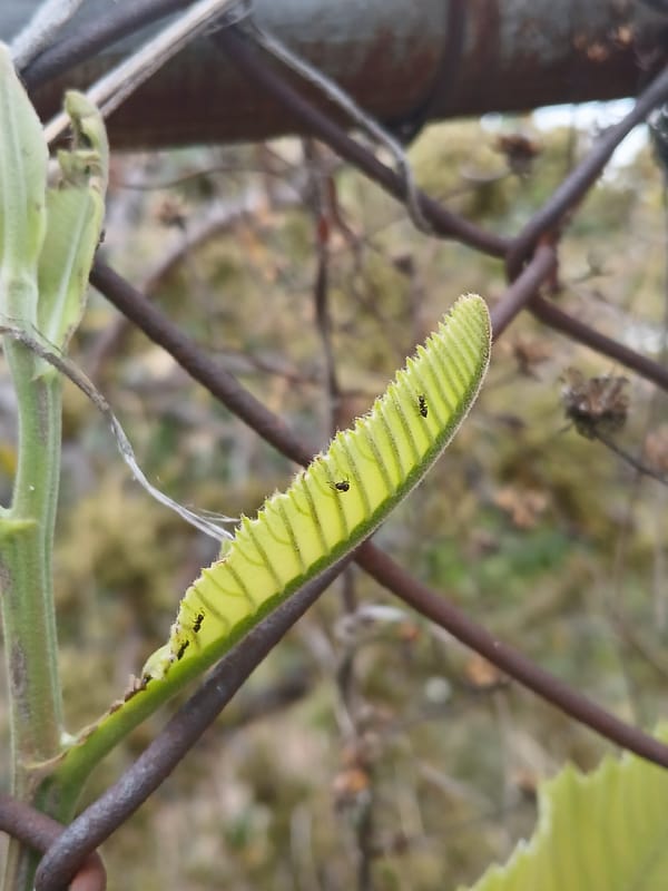 Evening nature observations documented around Ciudad Guayana, Venezuela