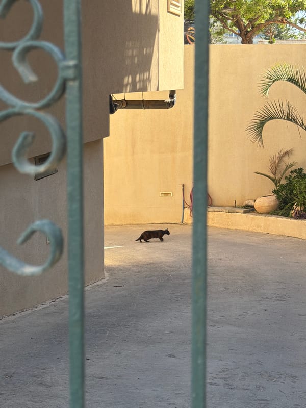 Cat strolls Tel Aviv sidewalk near building with fence