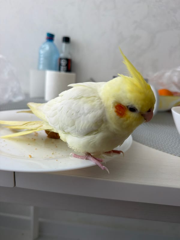 Cockatiel investigates breakfast plate and smartwatch indoors