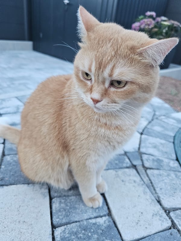 Cats, garden details, and a quiet suburban sunset