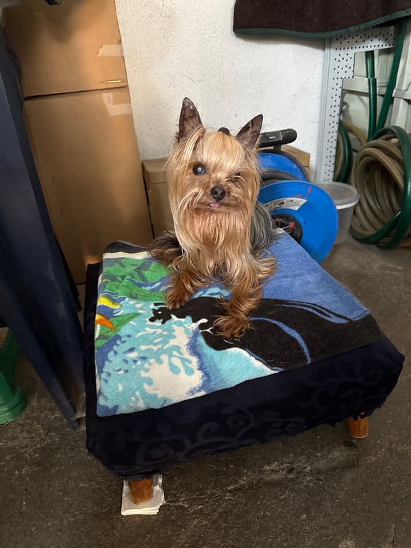 Yorkshire Terrier sits on cushioned stool in Stara Zagora