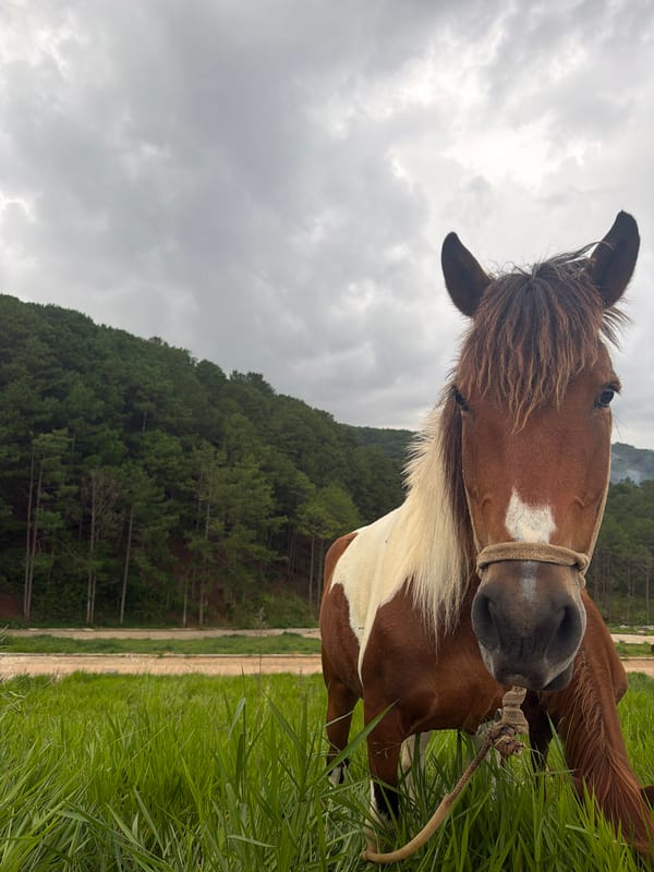 Horses graze in Da Lat highlands under cloudy skies
