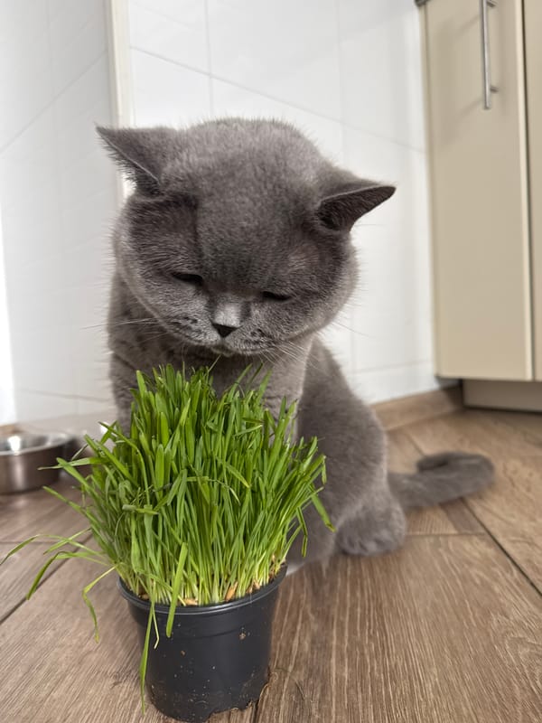 British Shorthair grazes from a pot of cat grass indoors