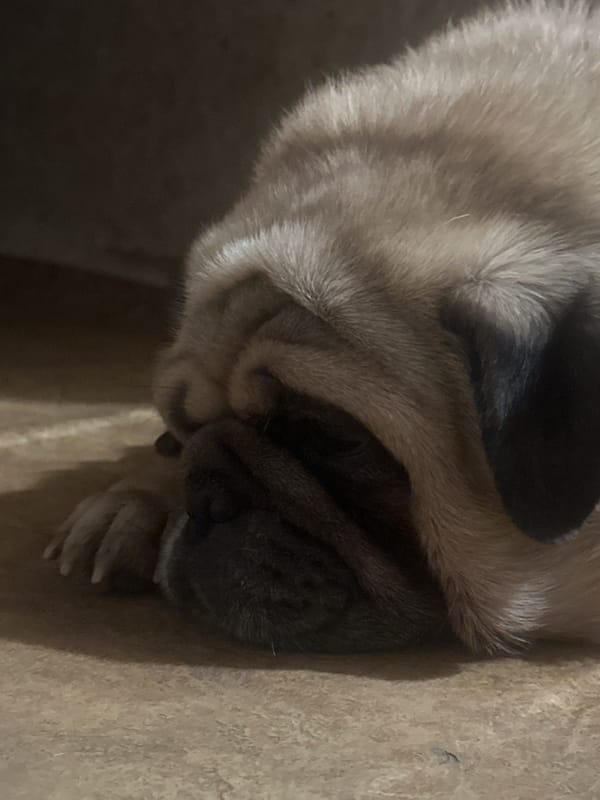 Pugs and a poodle doing very little, very cutely