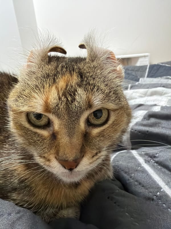 Evening moon and curled-ear cat spotted in Murino