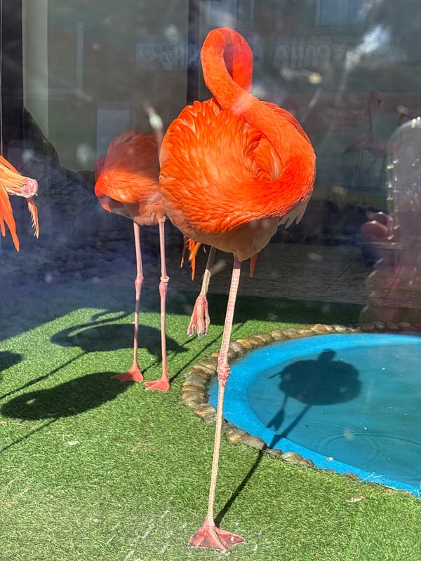 Spring zoo visit captures diverse animals, melting snow conditions